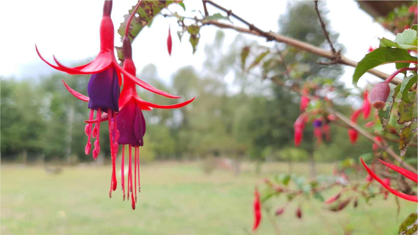 evstore sur de Temuco